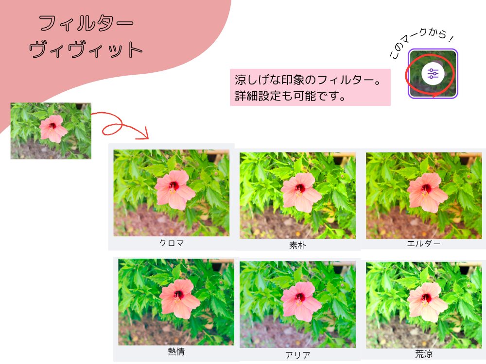 ヴィヴィット